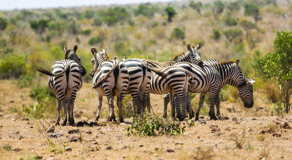 Tsavo Ost Nationalpark