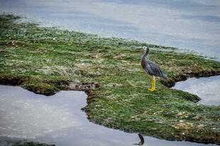 Vogel im Abel Tasman National Park 