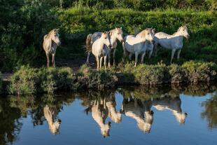 Camargue-Pferde