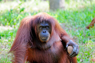 Orang Utan mit Kokosnuss