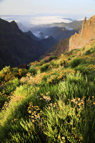 Flora Pico do Arieiro