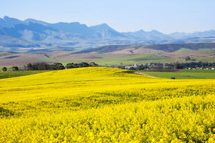 Blumenfelder an der Gardenroute