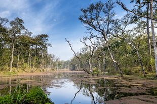 Dschungel im Royal Chitwan National Park