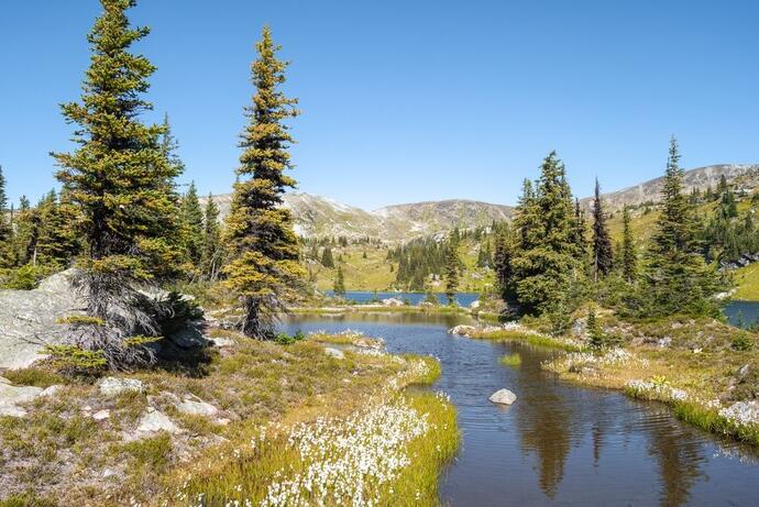 Wildblumen im Wells Gray Park