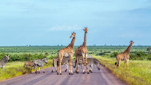 Giraffen und Zebras