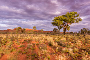 Watarrka National Park 