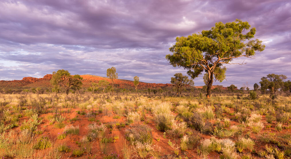 Watarrka National Park 