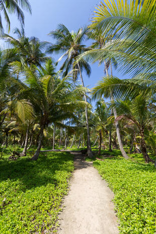 Weg durch den  Tayrona National Park