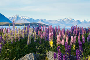 Blumen im Mount Cook National Park 