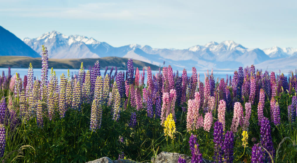 Neuseeland Reisen