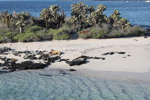 Strand auf den Galapagosinseln