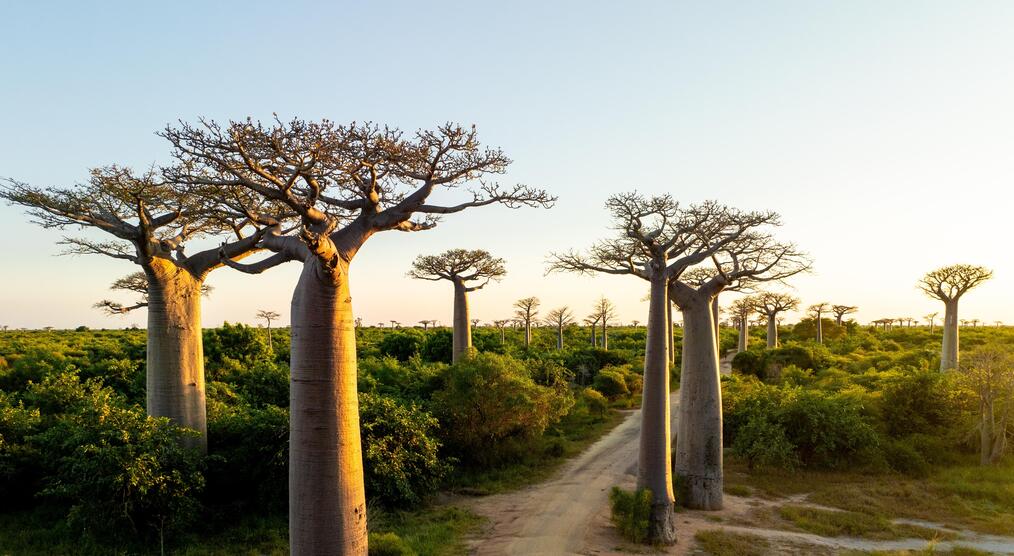 Ein Baobabwald während einer Madagaskar Gruppenreise