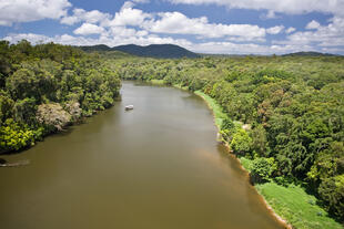 Flusslauf im Daintree National Park 