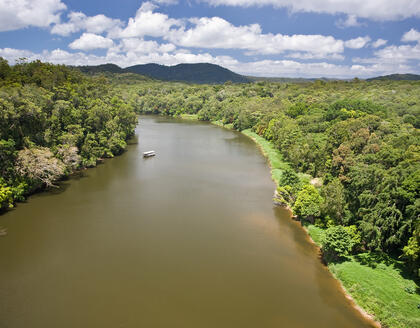 Flusslauf im Daintree National Park 