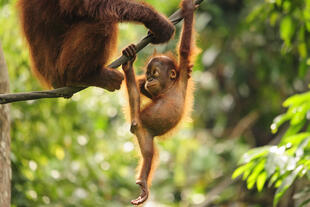 Baby Orang Utan 