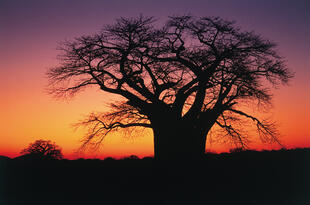 Baum im Kruegerpark 