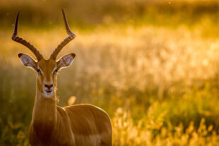 Impala