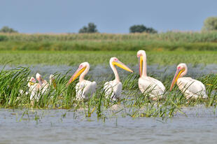 Pelikane im Donaudelta