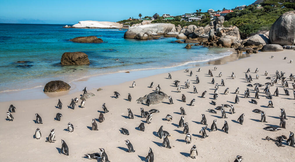 Pinguine am Boulders Beach