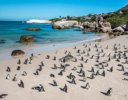 Pinguine am Boulders Beach