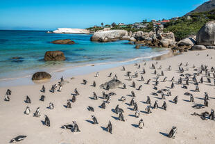 Pinguine am Boulders Beach