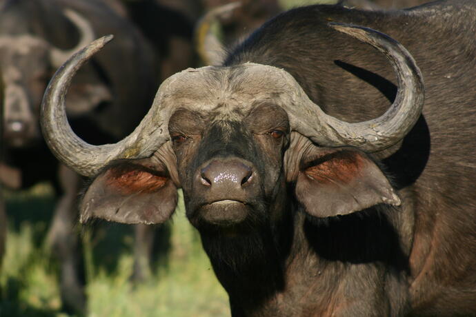 Büffel im Chobe Nationalpark