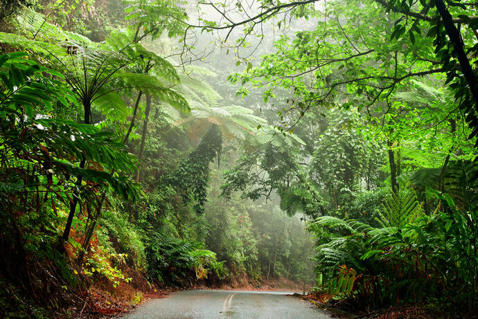 Daintree Rainforest