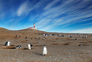 Pinguine auf der Insel Magdalena