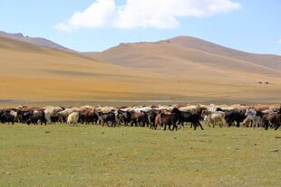 Schafe und Ziegen am See Song Kul 