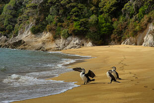 Vögel im Abel Tasman National Park 