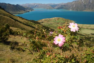 Wildblumen am Lake Hawea 