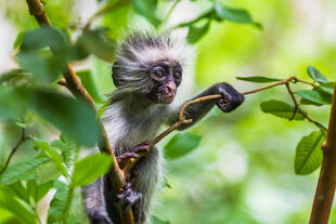 Affe im Jozani Forrest Nationalpark