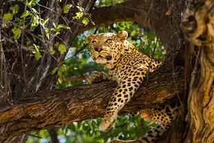 Leopard im Moremi