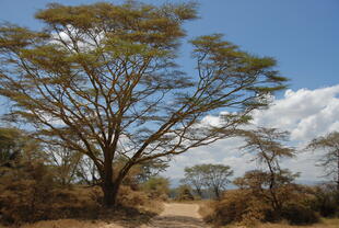 Straße im Nakuru Nationalpark