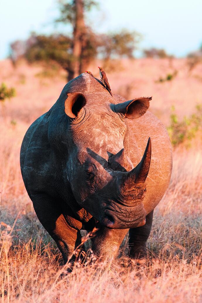 Nashorn im Etosha Nationalpark