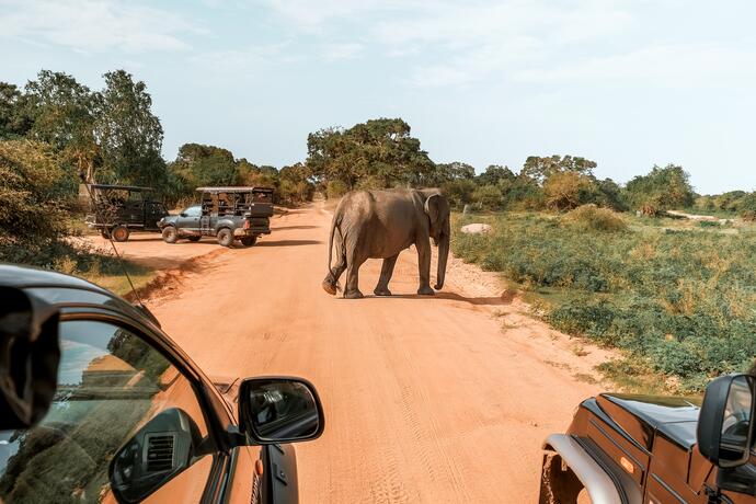 Safari-Tour in Tansania 