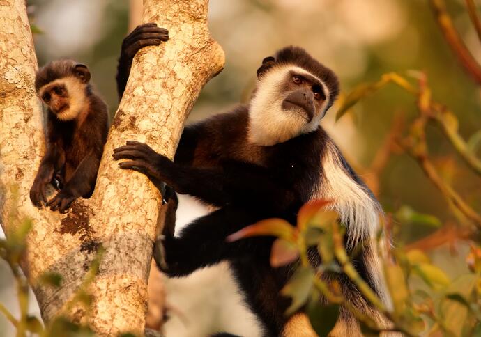 Arusha Nationalpark