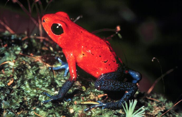 Eine der vielen Froscharten in Costa Rica 