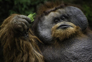 Orang Utan bei Nahrungsaufnahme 