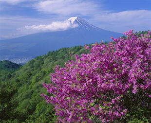 Kirschblüte am Fuji während einer Japan Reise