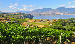 Weinberge im Okanagan Valley 