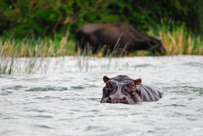 Nilpferd im Kazinga Channel