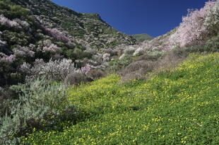 Blühendes Tal