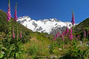 Blumen im Nationalpark 