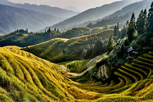 Reisterrassen bei Longsheng