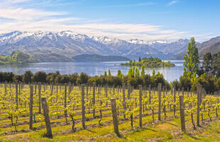 Weinanbau am Lake Wanaka 