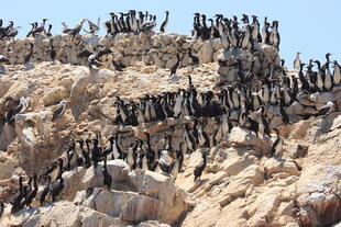 Pinguine auf den Ballestas Inseln