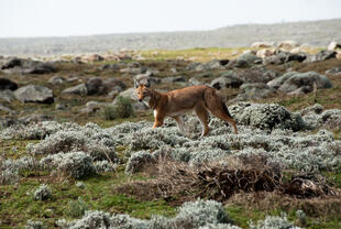 Simien Wolf