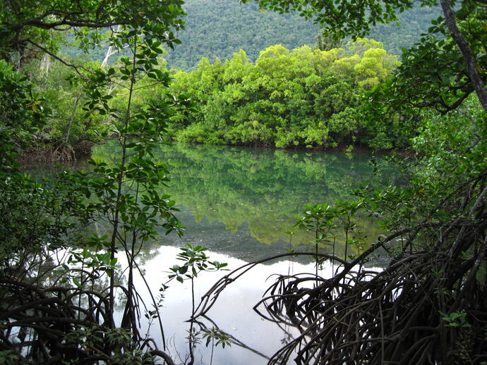 Daintree-Regenwald mit Magroven