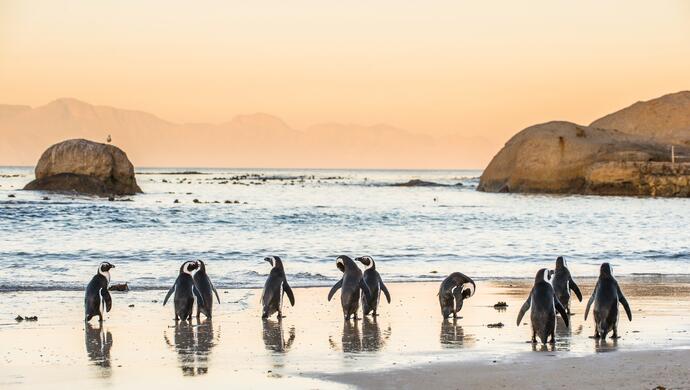 Pinguine am Boulders Beach